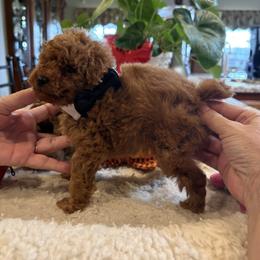 Hot Shot 2 - Red  male Poodle puppy in Bakersfield, California from Mary Gorgeous Poodles