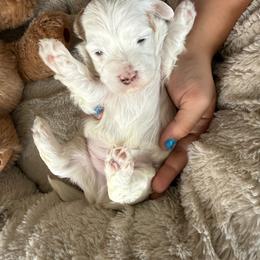 Adrian - Red male Havanese puppy in Wappapello, Missouri from Titanium Havanese LLC