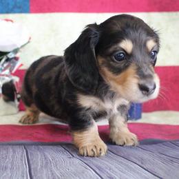Edna - Dapple female Dachshund puppy in Pace, Florida from Shoebox Doxie’s