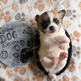 Dyson - Sable spotted white male Chihuahua puppy in Rocky Mount, Virginia from Teeny Chihuahuas
