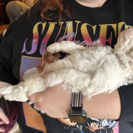 Poodle Puppies from Poodles of New England