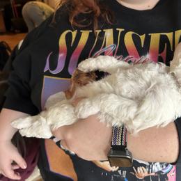 Poodle Puppies from Poodles of New England