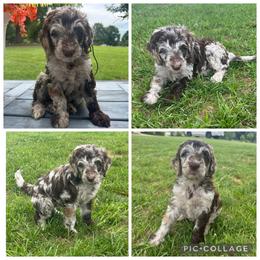 Chocolate Merle Girl - Merle female Goldendoodle puppy in Lancaster, South Carolina from Silver Hill Farm SC