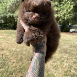 Companion Cross, French Bulldog, Goldendoodle, Pomeranian, and Yorkshire Terrier Puppies from Dbos Furry Friends