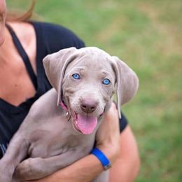 Weimaraner Puppies from Nautica Weimaraners