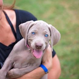 Weimaraner Puppies from Nautica Weimaraners