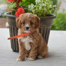 Penny - Red female Cavapoo puppy in Gap, Pennsylvania from Country View Puppies ( License 18816)