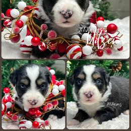 (5) Blitzen, BTF - Black tri female Miniature American Shepherd puppy in Huntington, Texas from JKKJ Farms