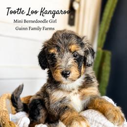 Toodle Loo Kangaroo - Merle female Bernedoodle puppy in Grove, Oklahoma from Guinn Family Farms
