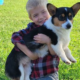 American Corgis, Collies, and Pembroke Welsh Corgis from Voneida Collies & Corgis