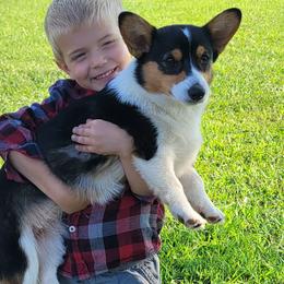 American Corgis, Collies, and Pembroke Welsh Corgis from Voneida Collies & Corgis