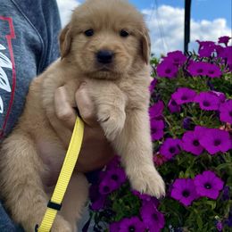 Yellow Girl - Golden female Golden Retriever puppy in Macy, Indiana from Macy Golden Meadows