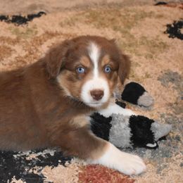 Australian Shepherd Puppies from Mott Ranch - Blazin' Sun Aussies