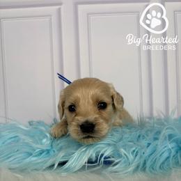 Max - Cream male Goldendoodle puppy in Utah County, Utah from Big Hearted Breeders