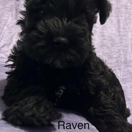 Raven - Black female Miniature Schnauzer puppy in Newburgh, Indiana from Lakehouse Miniature Schnauzers of Southern Indiana