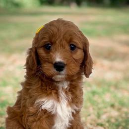 Addie - Red  female Goldendoodle puppy in Ormond Beach, Florida from Florida Coast Doodles
