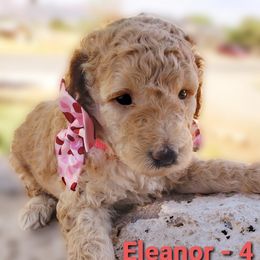 Aussiedoodle Puppies from Color Country Doodles