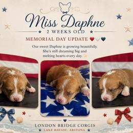 Daphne Bridgerton - Red and white female American Corgi puppy in Lake Havasu City, Arizona from London Bridge Corgis
