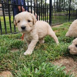 Berkeley - orange collar - Apricot male Labradoodle puppy in Fostoria, Michigan from North Country Kennel Club