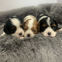 Beagle and Cavalier King Charles Spaniel Puppies from Beagles and Beyond, LLC