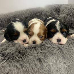 Beagle and Cavalier King Charles Spaniel Puppies from Beagles and Beyond, LLC