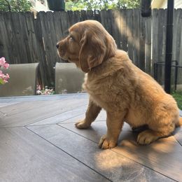 Golden Retriever Puppies from City Goldens