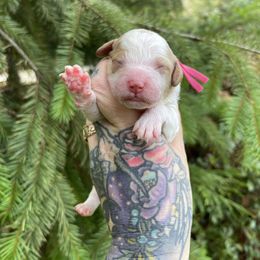 Astrid - Parti female Goldendoodle puppy in Roseburg, Oregon from Dbos Furry Friends