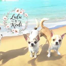 Chihuahua puppies from Sasha’s Elite Kennel LLC