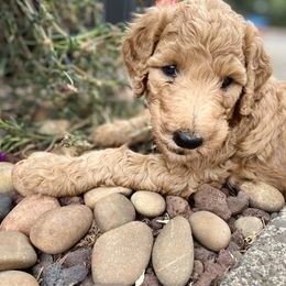 "Summer 2021 Litter" Goldendoodle Puppies from Emerald Hill Acres