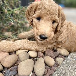 "Summer 2021 Litter" Goldendoodle Puppies from Emerald Hill Acres
