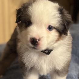 Black Collar Boy - Blue merle male Miniature American Shepherd puppy in Estacada, Oregon from Malachi Kennels