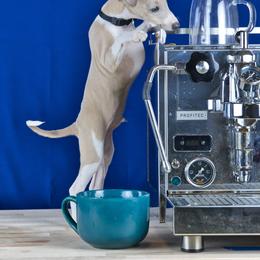 Italian Greyhound Puppies from Coccolare Italian Greyhounds