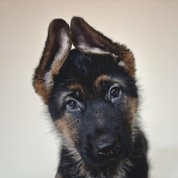Betty - Black and tan female German Shepherd puppy in Grand Junction, Colorado from Sonnenfeld Shepherds