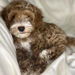 Goldendoodle Puppies from Lady Paws Puppies