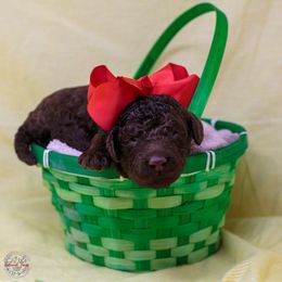 Buccaneer - Brown Poodle puppy in Eugene, Oregon from Valaurah Farms
