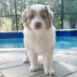 Girl 2 - Red merle Australian Shepherd puppy in Port Orange, Florida from Steadfast Australian Shepherds