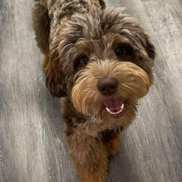 Remi - Goldendoodle