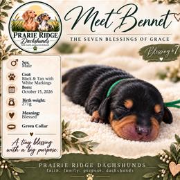 Bennet - Black and tan male Dachshund puppy in Firesteel, South Dakota from Prairie Ridge Dachshunds