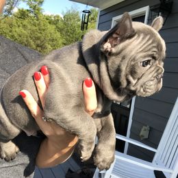 French Bulldog Puppies from Crooked C Ranch