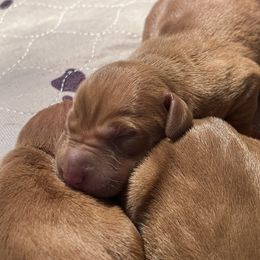 Male 8 - Golden rust male Vizsla puppy in Dugspur, Virginia from Pilgrims Trails Shorthairs