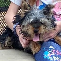 Carlee AKC full rights - Black and tan female Yorkshire Terrier puppy in Elizabethtown, Kentucky from Teeny Tiny Puppy Tails