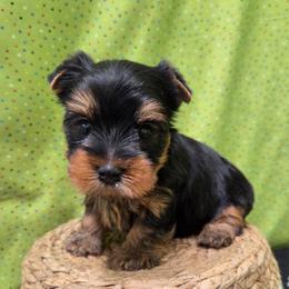 Doby - Blue and gold male Yorkshire Terrier puppy in Monticello, Iowa from Ashley’s Puppies