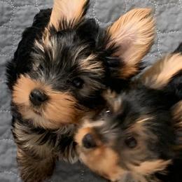 Yorkshire Terrier puppies from Willow Grove Yorkie