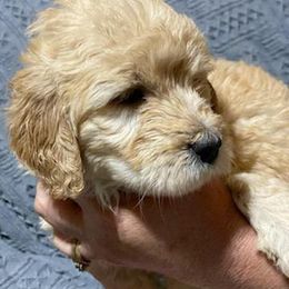 Goldendoodle Puppies from Toneytails Doodles