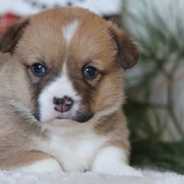 Benji - Red male Pembroke Welsh Corgi puppy in Morgantown, Pennsylvania from Goldstar Puppies (License Number 18519)