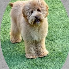 Australian Cobberdog All Grown Up from MountainAyres Australian Cobberdogs