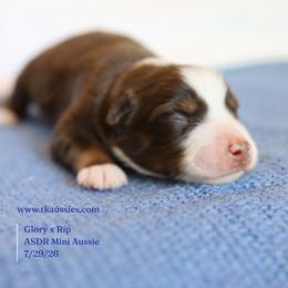 Arrow- Red Tri Male - Red tri male Miniature Australian Shepherd puppy in Nacogdoches, Texas from TK Standard, Mini, & Toy Aussies