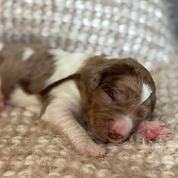 Brown - Merle female Goldendoodle puppy in Hesperia, Michigan from Red Acres Poodles & Doodles