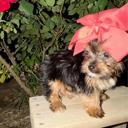 Girl 2 - Parti female Yorkshire Terrier puppy in Bakersfield, California from Yorkie To My Heart