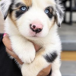 Miniature American Shepherd Puppies from Melissa Medina